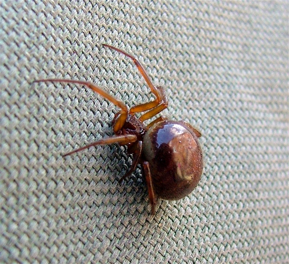 A gravid female Steatoda, full of eggs. The distended body gives her a paler colour. It may be S.nobilis or S.bipuntata.