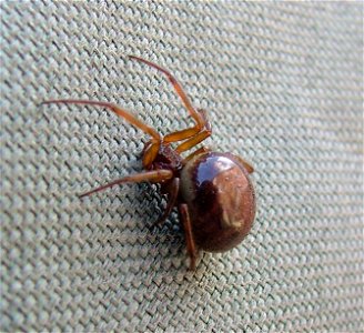 A gravid female Steatoda, full of eggs. The distended body gives her a paler colour. It may be S.nobilis or S.bipuntata.