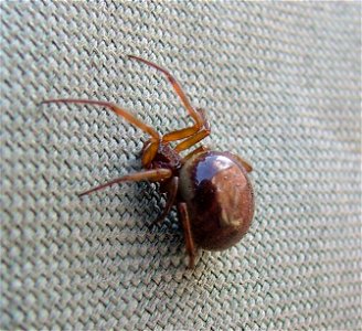 A gravid female Steatoda, full of eggs. The distended body gives her a paler colour. It may be S.nobilis or S.bipuntata. photo