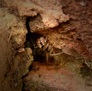 Male Steatoda nobilis hiding under stone step Hampshire photo