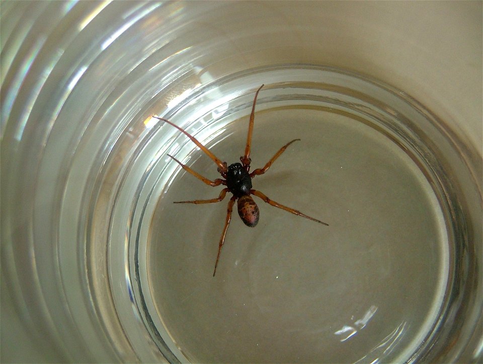 Steatoda nobilis, found shading under a garden umbrella, Hampshire, England photo