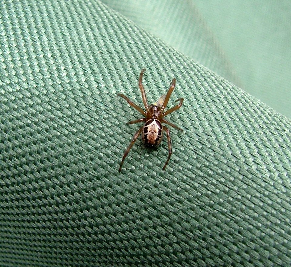 Steatoda nobilis - Hampshire UK