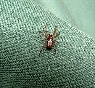 Steatoda nobilis - Hampshire UK photo