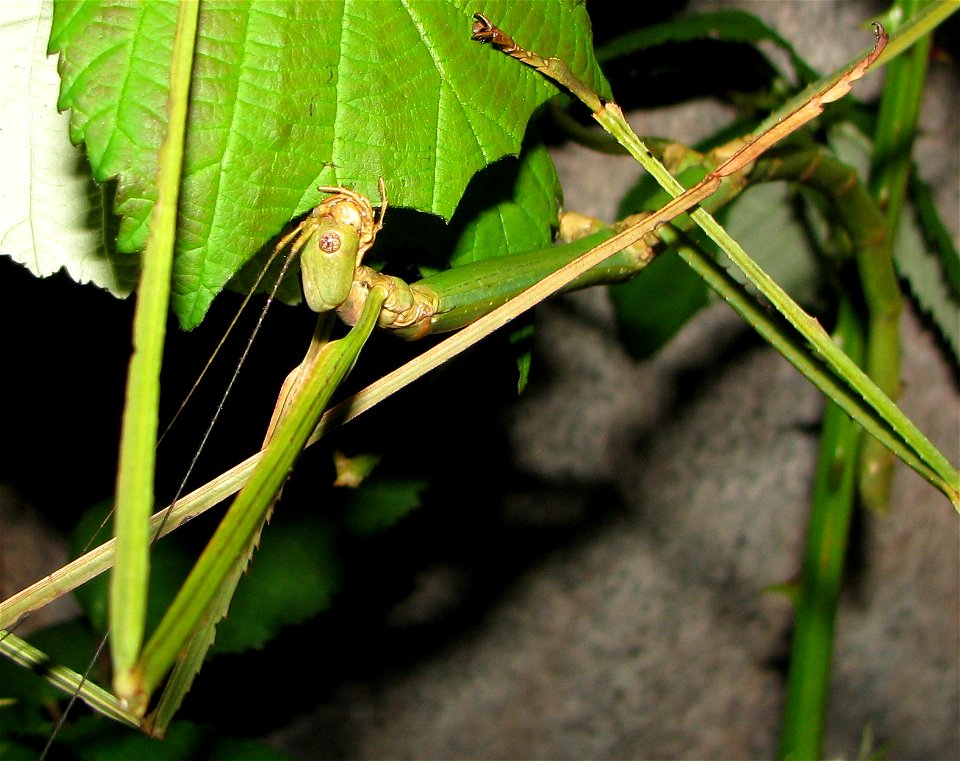 Phobaeticus serratipes, Weibchen beim Fressen an Broombeere