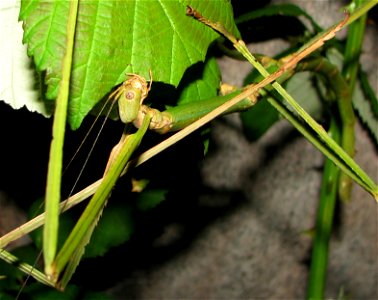Phobaeticus serratipes, Weibchen beim Fressen an Broombeere photo