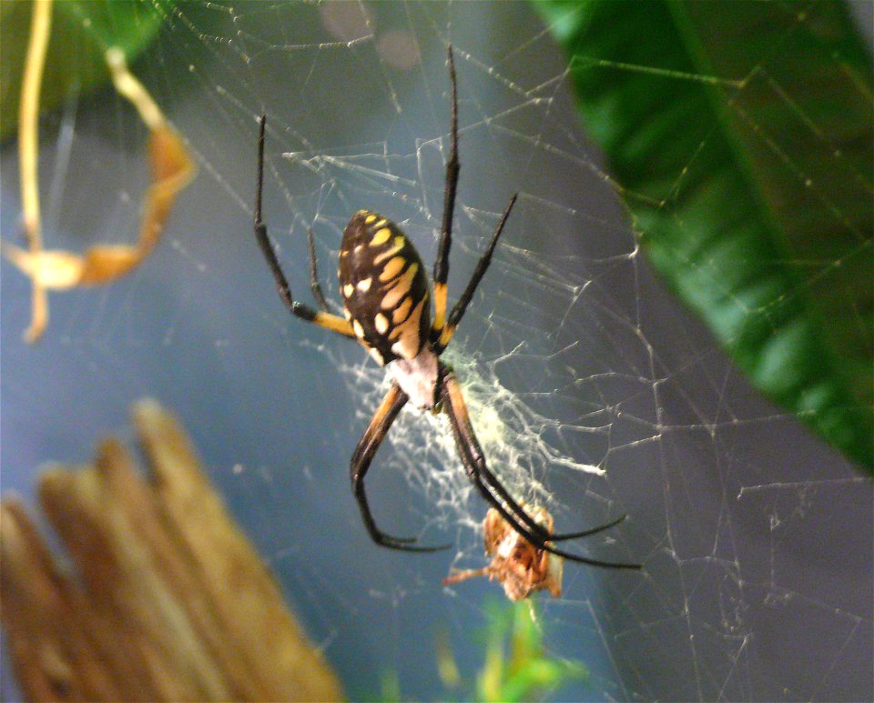 Black and Yellow Argiope Spider (Argiope aurantia)