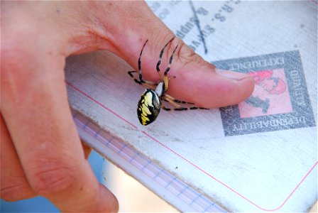 I grabbed this garden spider to show just how big it was!