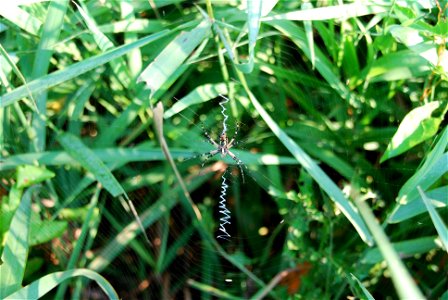 Garden spider web in long grass