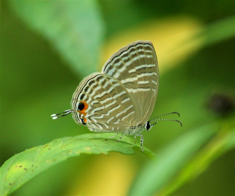 Jamides celeno Cramer, 1775 – Common Cerulean
