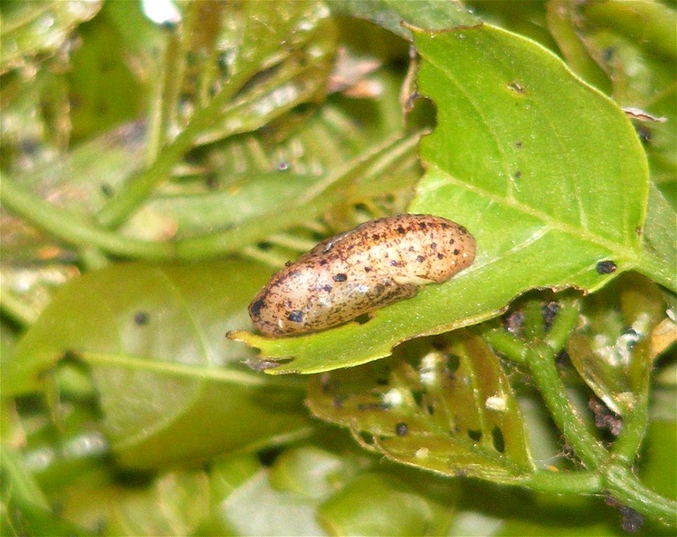 Common Cerulean_Jamides celeno photo