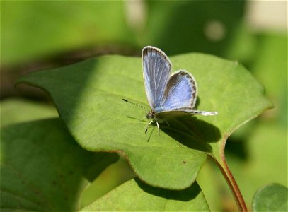 Pale Grass Blue (Pseudozizeeria maha)