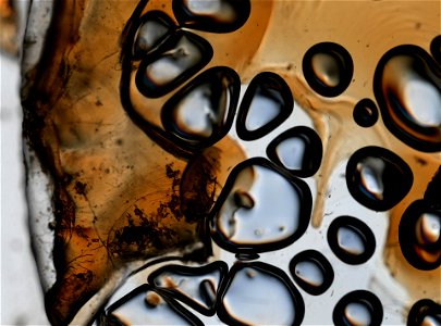 PRESERVED_SPECIMEN; ; microslide; Det. by: Oscar Harger; IZ number 91097; lot count 1; Microslide 01, balsam, appendage(s); other number 72;