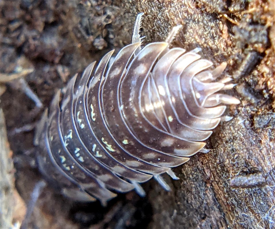 Common Shiny Woodlouse (Oniscus asellus)