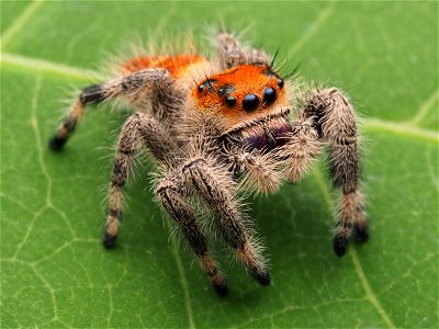 Immature female Phidippus regius jumping spider photo
