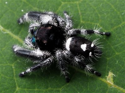 Male Phidippus regius jumping spider in Florida