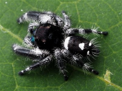 Male Phidippus regius jumping spider in Florida photo