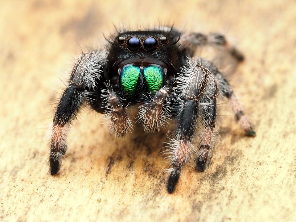 Male Phidippus regius jumping spider in Florida