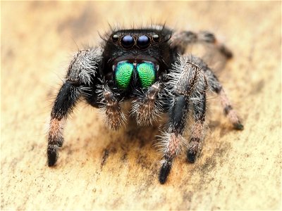 Male Phidippus regius jumping spider in Florida photo