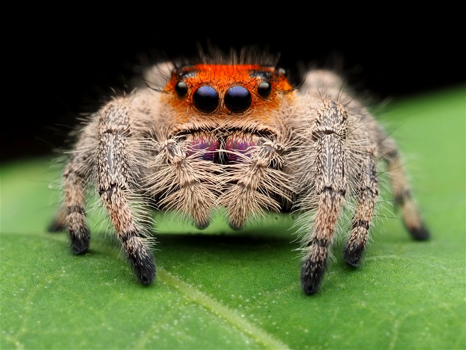 Immature female Phidippus regius jumping spider photo