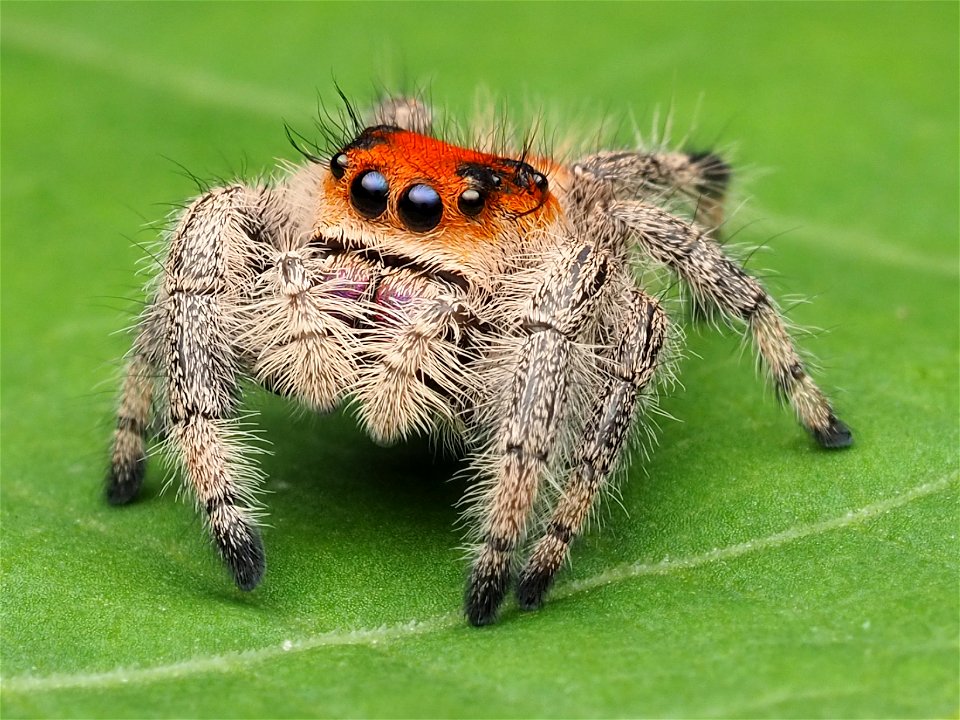 Immature female Phidippus regius jumping spider photo