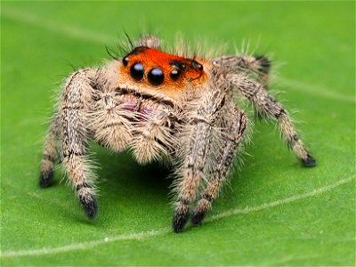 Immature female Phidippus regius jumping spider