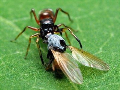 Female Myrmarachne formicaria eating a fly photo