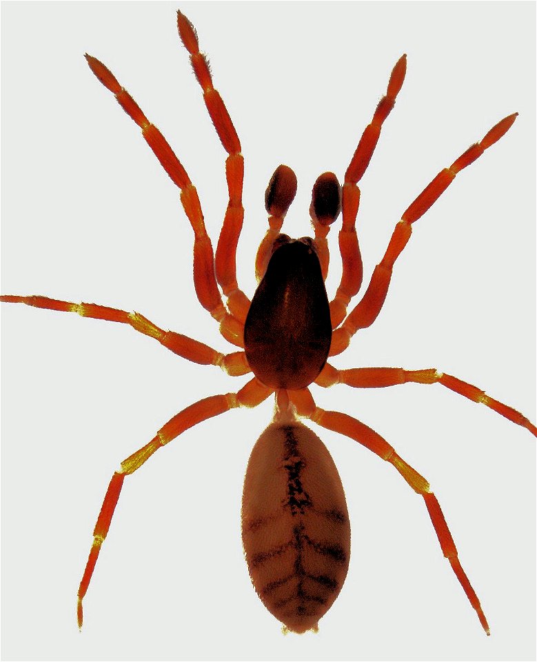 adult male Huttonia sp.