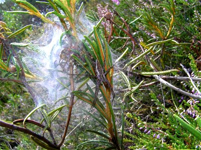 A spider with its spiderlings photo