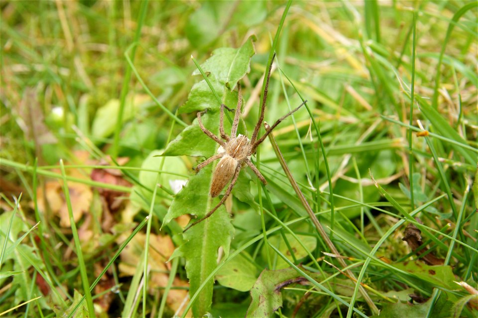 Pisaura mirabilis