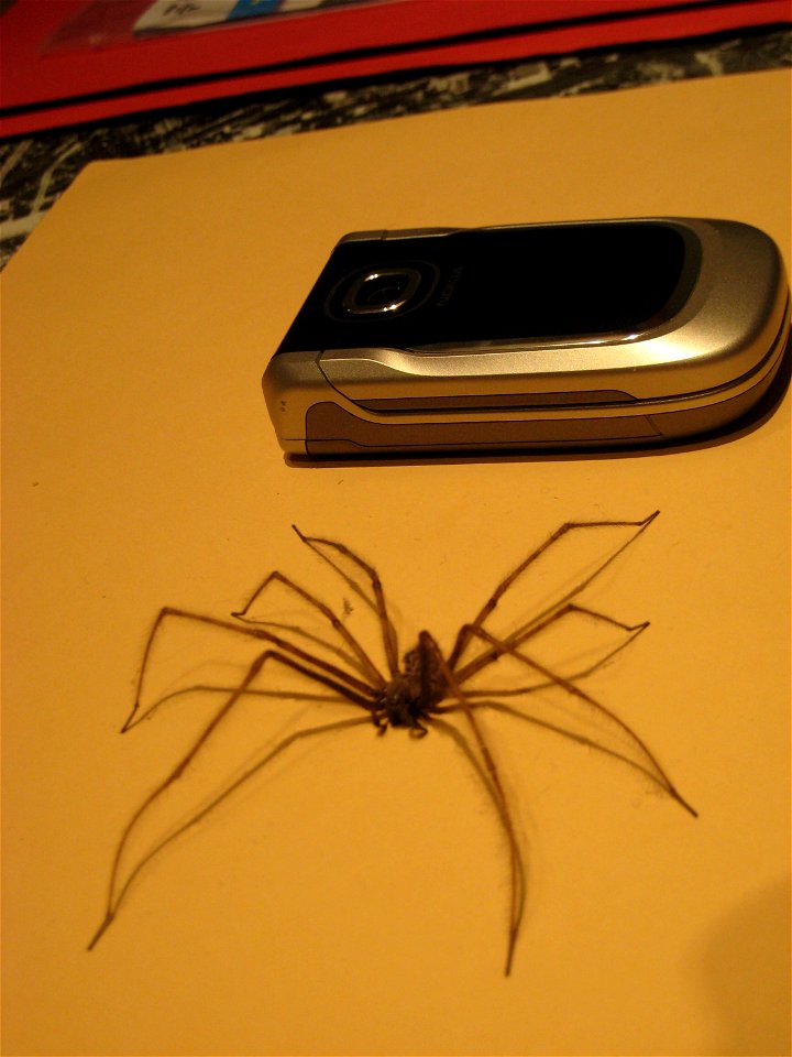 araignée dont l'image vous manque !  taille 10 cm