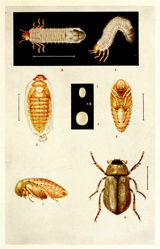 Picture from book Indian Insect Life: a Manual of the Insects of the Plains by Harold Maxwell-Lefroy.