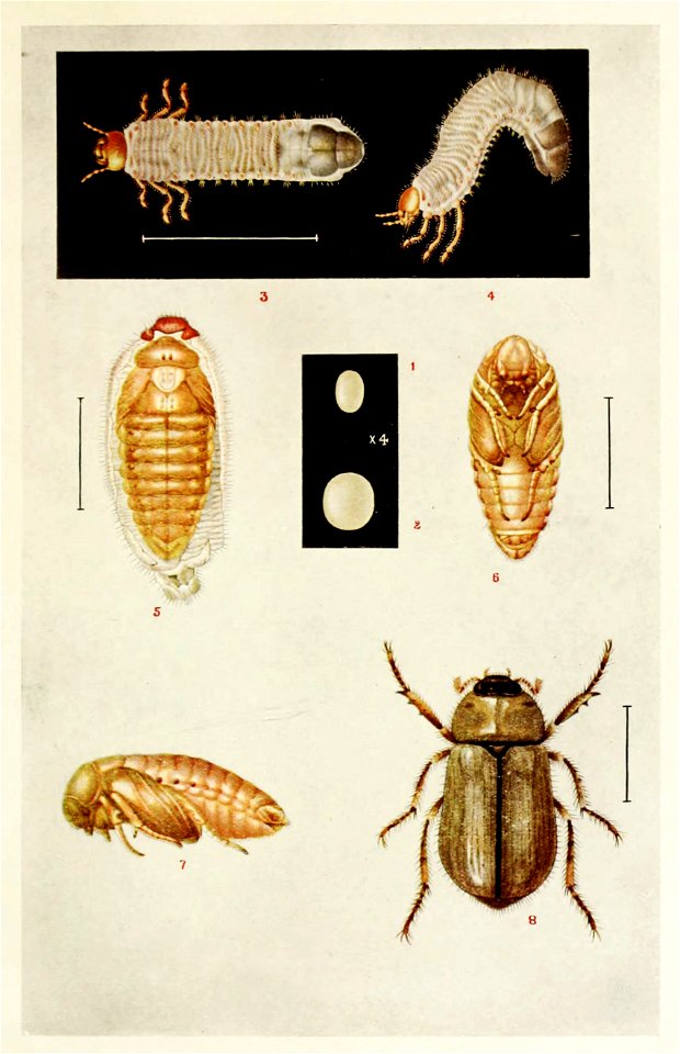 Picture from book Indian Insect Life: a Manual of the Insects of the Plains by Harold Maxwell-Lefroy. photo