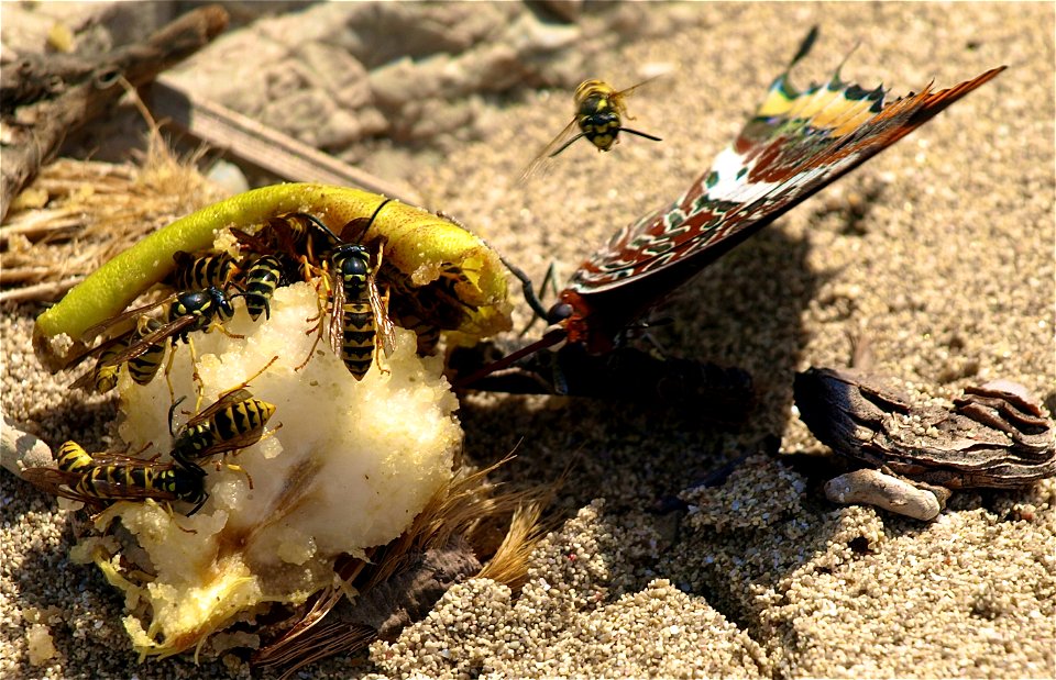 The human rests of fruits on a sandy beach  are very attractive to butterflies and wasps.

OLYMPUS DIGITAL CAMERA