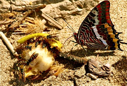 The human rests of fruits on a sandy beach  are very attractive to butterflies and wasps.

OLYMPUS DIGITAL CAMERA