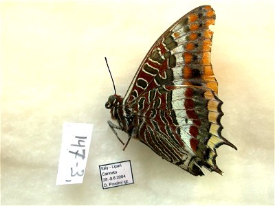ITALY.  Lipari, Canneto,  MPE 2009, BJLS2010,  Exemplar,  <a href="http://nymphalidae.utu.fi/story.php?code=NW147-3" rel="nofollow">see in our database</a>