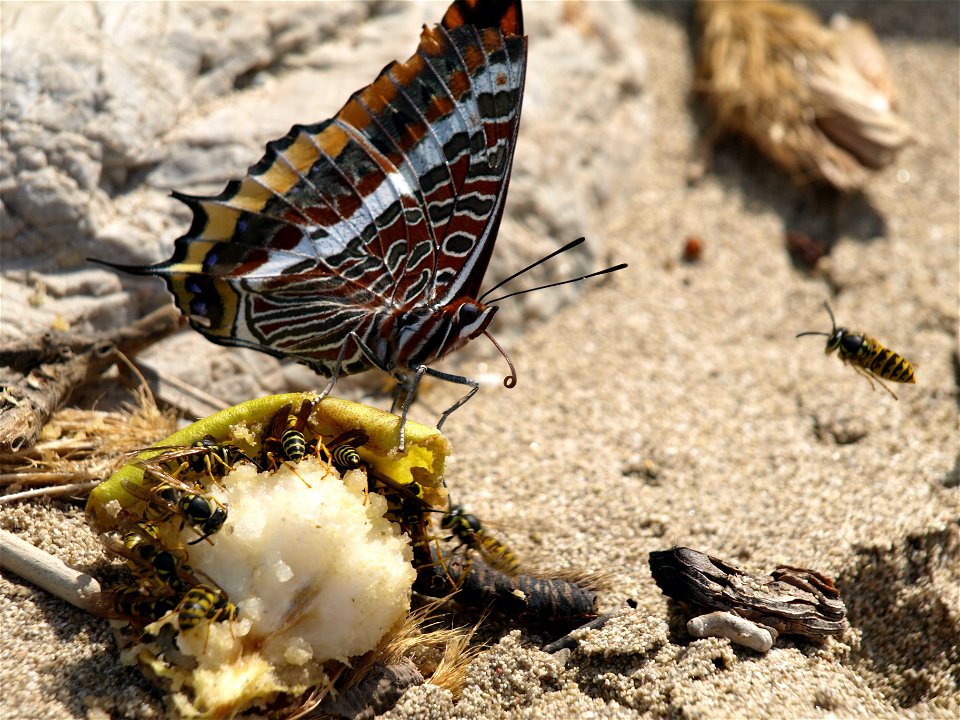 The human rests of fruits on a sandy beach  are very attractive to butterflies and wasps.

OLYMPUS DIGITAL CAMERA