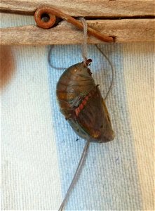Photo of a late stage of the pupation phase (just before hatching) of the butterfly Charaxes jasius