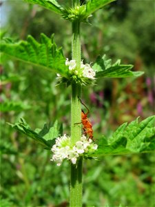 Ufer-Wolfstrapp (Lycopus europaeus) im Naturschutzgebiet „St. Arnualer Wiesen“ photo