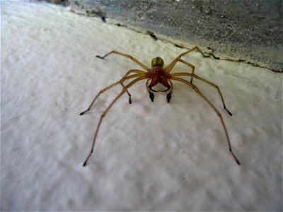 Cheiracanthium punctorium male
