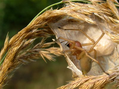 Female Dornfinger spider (Cheiracanthium punctorium) in opened cocoon. Clutch of eggs in the Back of the cocoon. photo