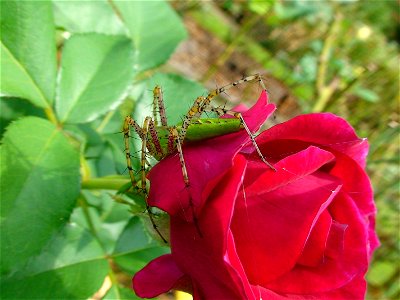 A close-up picture of a Green Lynx Spider on a rose, in the public rose gardens in Tyler, Texas.