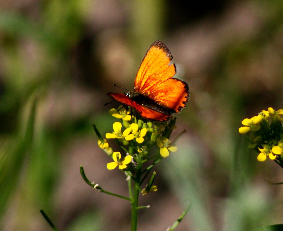 Scarce Copper (Lycaena virgaureae) in Haukipudas, Finland.