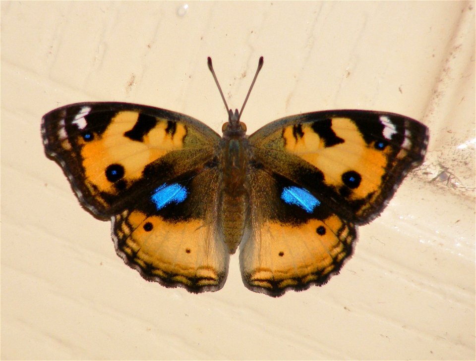 Yellow Pansy_Junonia hierta