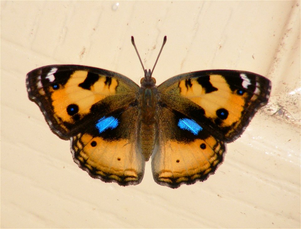 Yellow Pansy_Junonia hierta photo