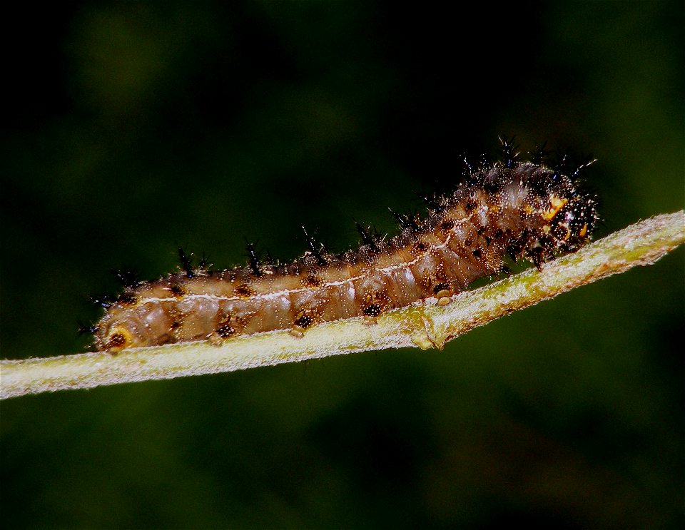 Comparison of four pansy Larva. Yellow pansy has a yellow coloured neck, where lemon pansy got an orange and Gray pansy got a black neck. no specific neck colour for chocolate pansy. this is my obser photo