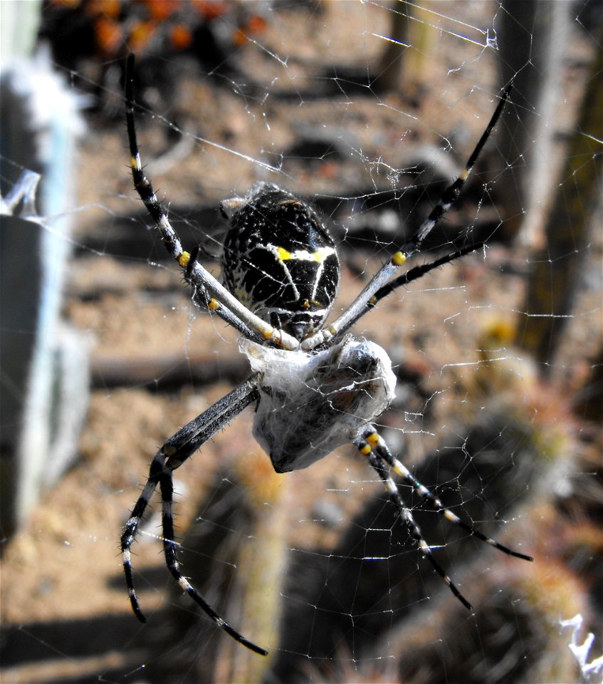 Argiope argentata feeding on a bee in the Palomar College Arboretum in San Marcos, California, USA.