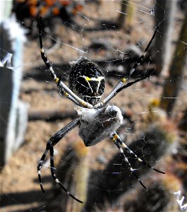 Argiope argentata feeding on a bee in the Palomar College Arboretum in San Marcos, California, USA.