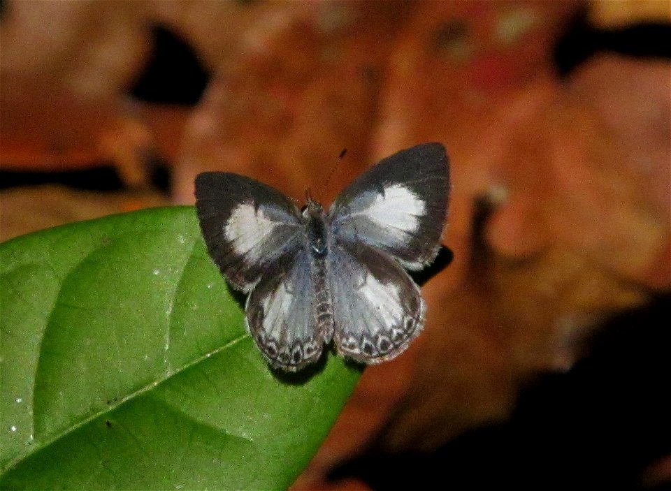 Common Hedge Blue (Acytolepis puspa)