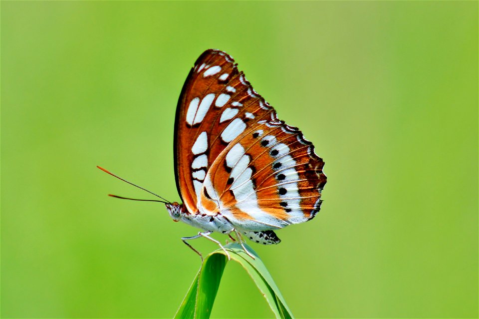 Common Sergeant taken in Hong Kong(Yuen Long) photo