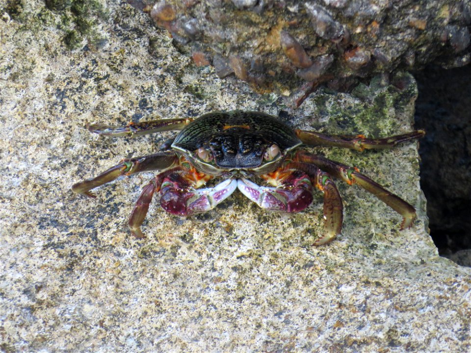 Heron Island 2021 
Purple Swift-footed Shore Crab

Leptograpsus variegatus